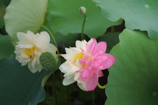 Two-Tone Pink and White Lotus Flowers Among Green Leaves