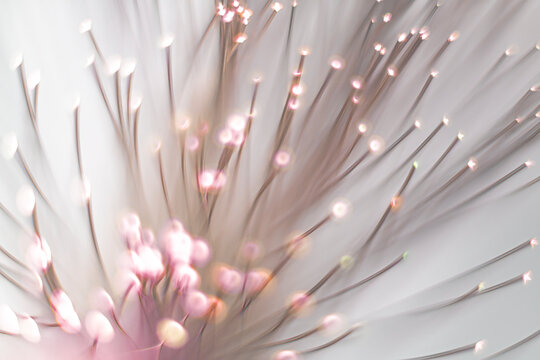 Colorful Flower Close up With Soft Focus on Its Petals