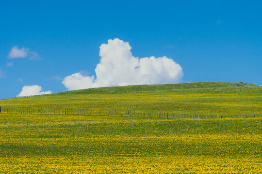 Yellow Meadow Under Blue Sky
