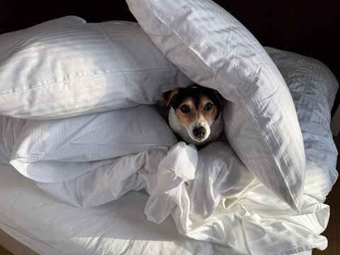 Cute Jack Russell Terrier Dog Peeking out from a Stack of White Pillow