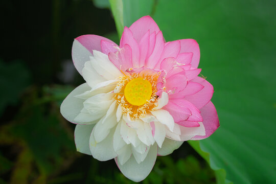 Two-Tone Pink and White Lotus Flower Against Green Leaf