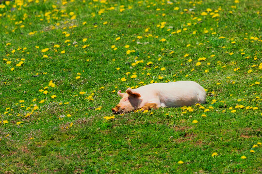 Pig Resting in Dandelion Meadow