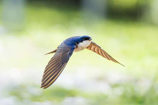 Chilean swallow in Flight