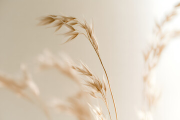 Obraz premium Smoke chose the soft focus cream Dry Flower through translucent frosted glass.
