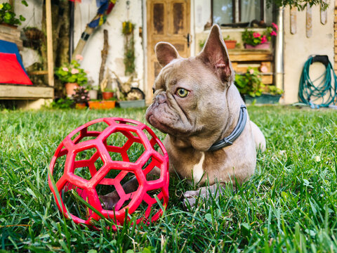 French bulldog resting with toy ball