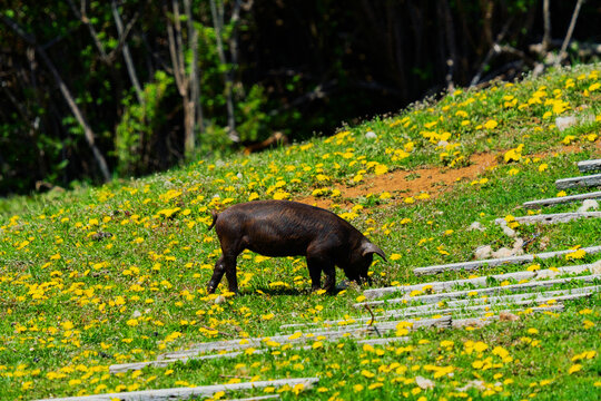 Black Pig Foraging on Hillside