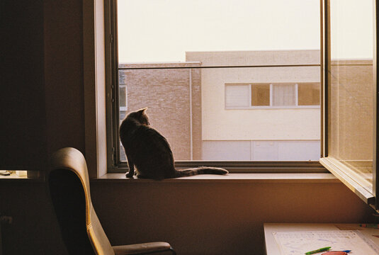 cat looking at the window
