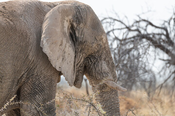 Mud covered African Elephant in Etosha National Park, Namibia, Africa © dvlcom