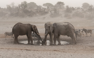 Elephants at a waterhole the Boteti River basin,  in the Makgadikgadi Pans National Park, Botswana, Africa © dvlcom
