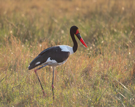 Saddle-billed stork in the Moremi Game Reserve, Botswana, Africa