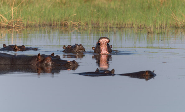 Hippopotamus with it's mouth open in the Khwai river in Moremi Game Reserve Botswana, Africa