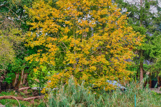 Cybina Valley, view of trees in early autumn