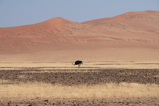 Common ostrich with dunes behind in Sesriem in the Namib Desert, Namibia, Africa