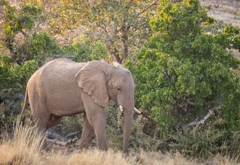 Elephant in morning sunshine in Damaraland, Namibia, Africa © dvlcom