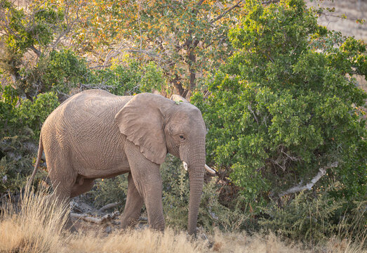 Elephant in morning sunshine in Damaraland, Namibia, Africa