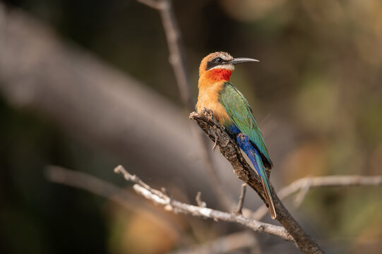 White-fronted bee-eater in the Okavango Delta, Botswana, Africa