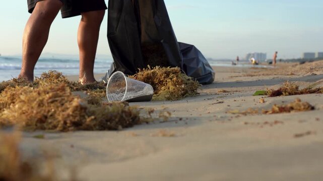 Cleaning the Beach: A Dedicated Effort to Remove Seaweed and Plastic Waste for a Cleaner Environment through Community Involvement and Conservation Efforts.