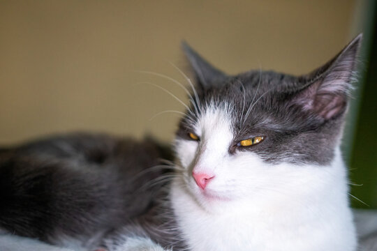 Cat, White, Grey - Domestic cat with white and grey fur sitting on a bed, looking away.