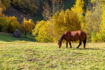a horse is grazing in a mountain meadow in autumn © Victoria