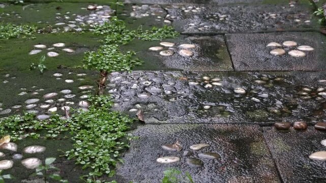 Rain falling on a wet stone garden path with green moss and small decorative pebble patterns