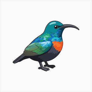 Palestinian Sunbird species found in woodland vector illustration