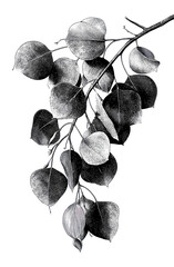 Obraz premium PNG Black and white botanical branch with hanging leaves