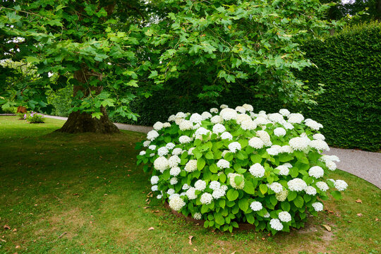 Close-up of a shrub with white flowers in a public park.