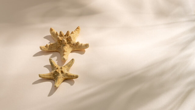 Two starfish on sand beige background with tropical palm leaf shadows
