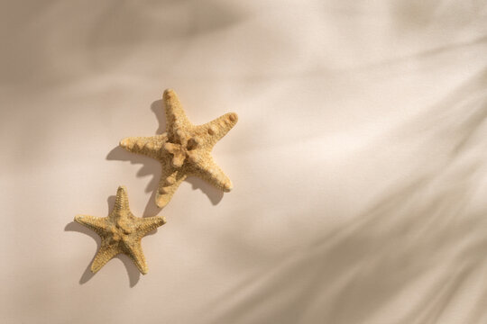 Two starfish on sand beige background with tropical palm leaf shadows