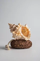 Sea seashell on natural pumice stone with copy space © viktoriya89