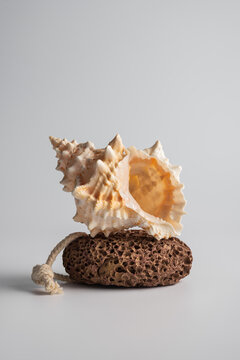 Sea seashell on natural pumice stone with copy space