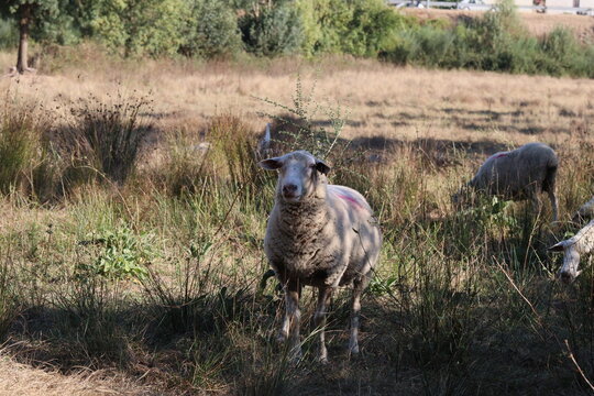 Ovelha &aacute; sombra.