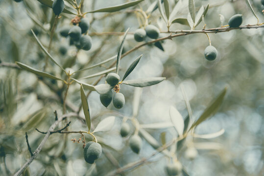 Dreamy olive tree branch with green olives, soft pastel bokeh background, romantic evocative mood, Mediterranean nature, wedding inspired, shallow depth of field, artistic, copy space
