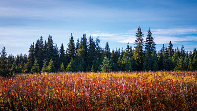 Alaska Homer tundra forest autumn landscape along Skyline Drive near Lookout Mountain Cross-Country Ski Trails