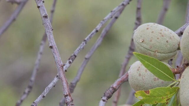 almonds on a dry almond tree