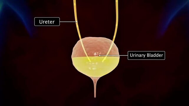 Micturition process showing bladder filling, nerve reflexes, sphincter control, and urine release.