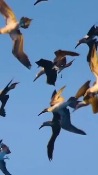 Flock of seabirds plunge diving into ocean water to catch fish near sharks and dolphins
