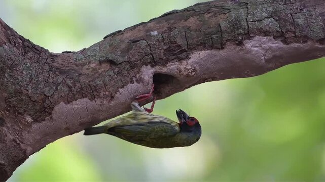 Coppersmith Barbet (Psilopogon haemacephalus) Returning to Nest Hole in Tree Branch