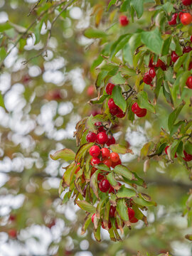 Zu sehen ist eine Aufnahme der reifen, roten Fr&uuml;chten an einem Zweig der Kornelkirsche (Cornus mas).