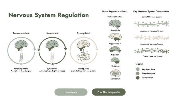 Nervous system regulation vector infographic diagram showing parasympathetic sympathetic and dysregulated states with brain anatomy structures