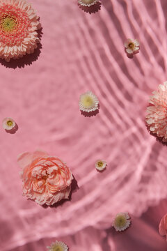 Rose and gerbera flowers on pink bright background on harsh sunlight with underwater texture shadows
