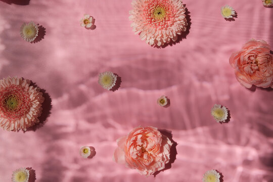 Rose and gerbera flowers on pink bright background on harsh sunlight with underwater texture shadows