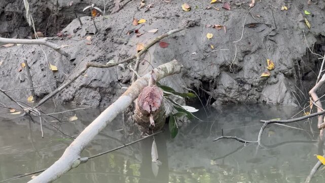 Human-Cut Mangrove Tree in Sundarbans &mdash; Deforestation and Habitat Loss