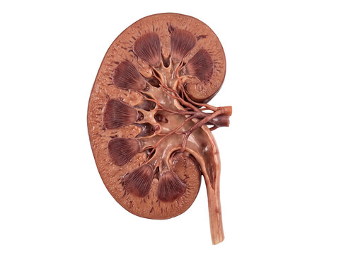 Human Kidney Cutaway Showing Internal Renal Anatomy and Structures