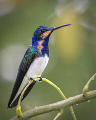 Fototapeta premium Juvenile Male White-necked Jacobin Hummingbird Perched on Branch