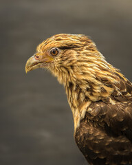 Fototapeta premium A sharp close-up profile portrait of a juvenile Yellow-headed Caracara (Daptrius chimachima). The immature bird displays characteristic heavy brown streaking and dense mottling on its buffy cream head