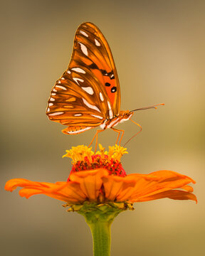 A detailed macro shot showing a underwing pattern of a Gulf Fritillary ( Agraulis Venillae) on a Zinnia Flower