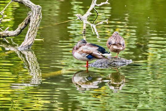 Ducks perched on a fallen tree protruding from the water in the river.