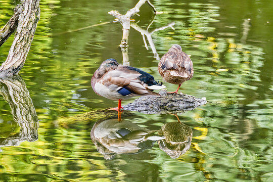Ducks perched on a fallen tree protruding from the water in the river.