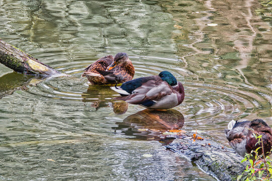 Ducks perched on a fallen tree protruding from the water in the river.